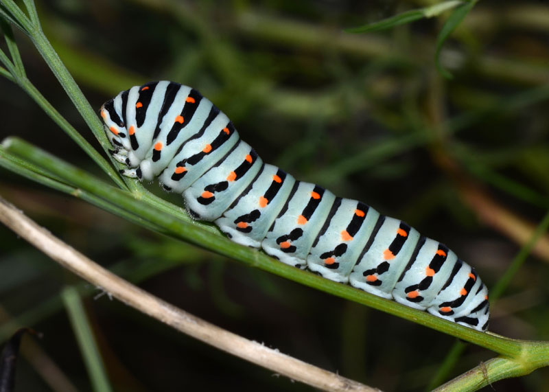 Bruco di Papilio machaon